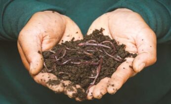 earthworms-on-a-persons-hand-3696170_sm earthworms-on-a-persons-hand-550px